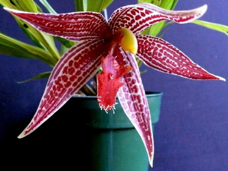 Paphinia Posadarum FS