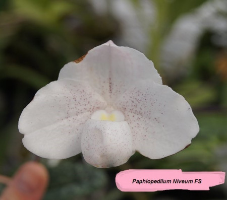 Paphiopedilum Niveum FS