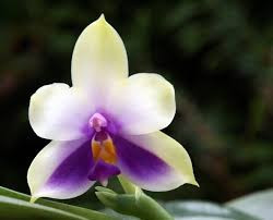 Phalaenopsis Bellina var. Blue FS