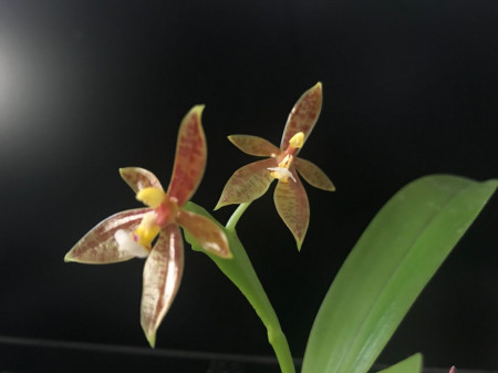 Phalaenopsis Cornu-Cervi forma chattaladae Fs