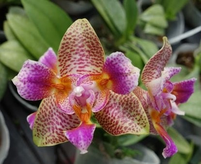 Phalaenopsis Joy Fairy Tale - FS
