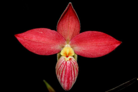 Phrag. Dick Clements X Phrag. St. Queen Fs