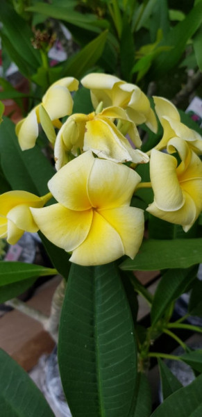 Plumeria Angel Touch