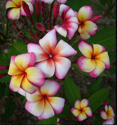 Pumeria Thumbalina