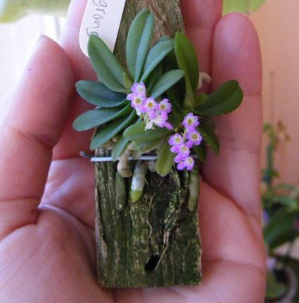 Schoenorchis Fragrans FS