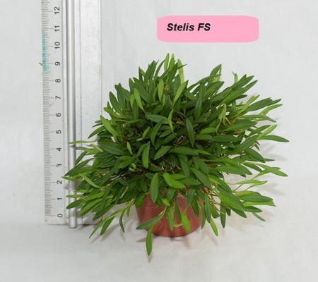 Stelis FS