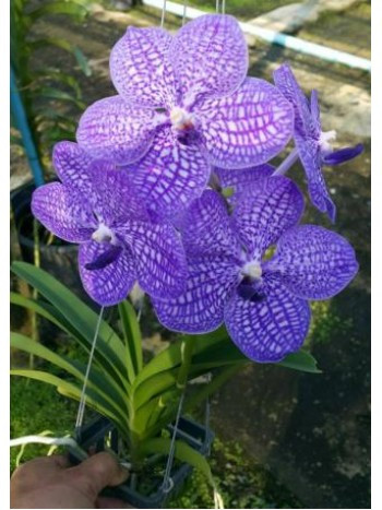 Vanda Pakpanung Blue
