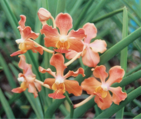 Vanda (Papilionanda) Udorn Sunshine w1 FS