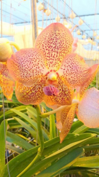 Vanda Salmon Passion 4N