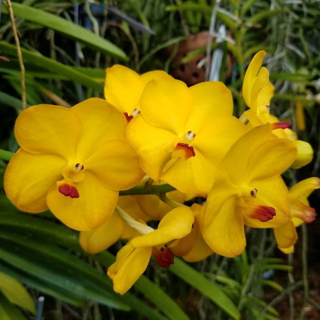Vandacostylis Conference Gold FS