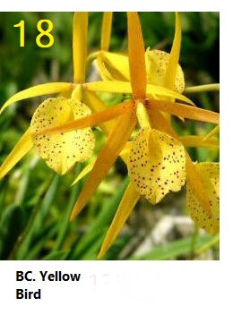 Bc. Yellow bird