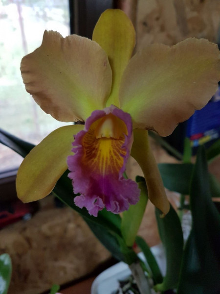 Blc. Chinese Bronze X (Blc. Lee Langford X Blc. Goldenzelle) X Blc. Waikiki Lea