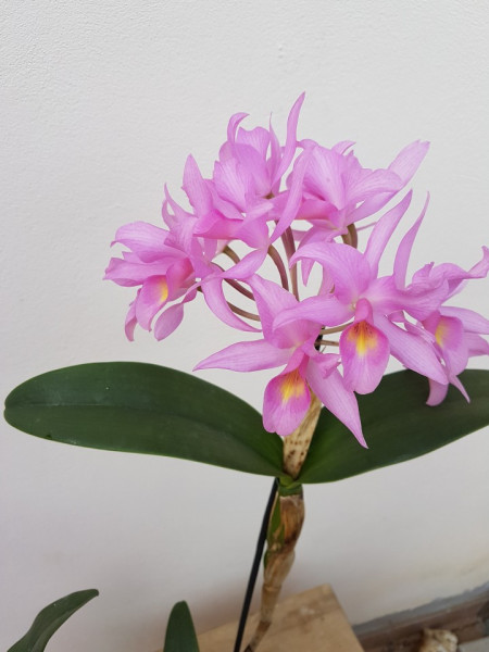 Cattleya Guatemalensis