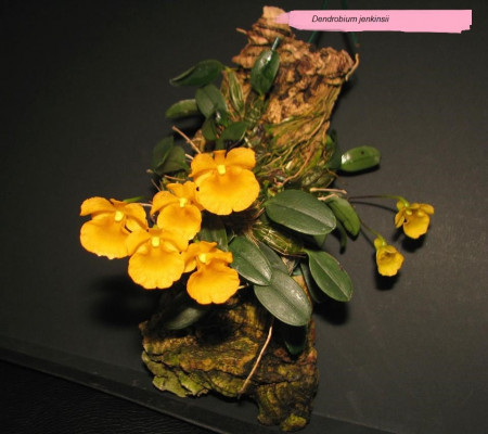 Dendrobium Jenkinsii