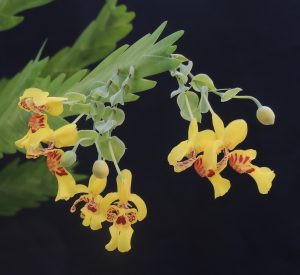Lockhartia Lunifera