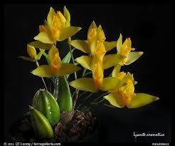 Lycaste Aromatica FS