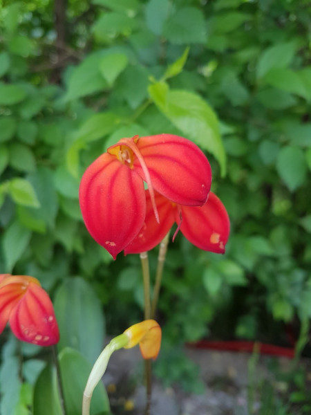 Masdevallia Ignea