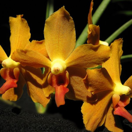 Paraphalaenopsis Labukensis x Vanda Denisoniana