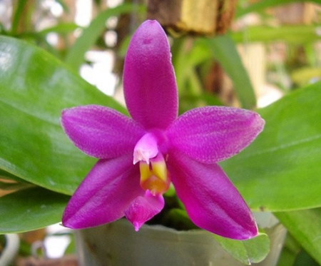 Phal. Violacea var. Sumatra 4N FS