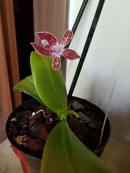 Phalaenopsis Corningiana