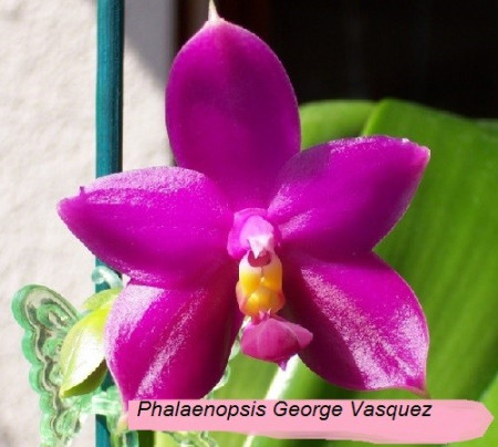 Phalaenopsis George Vasquez