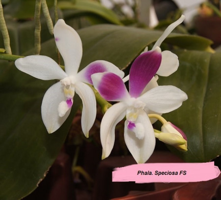 Phalaenopsis Speciosa FS