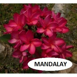 Plumeria Mandalay
