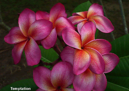 Plumeria Temptation