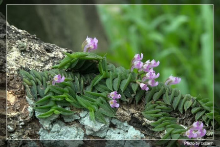 Schoenorchis scolopendria sp Vietnam
