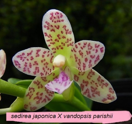 Sedirea Japonica X Vandopsis Parishii