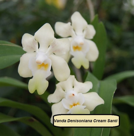 Vanda Denisoniana Cream Santi FS