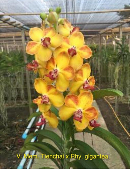 Vanda Memory Tienchai x Rhy, Gigantea