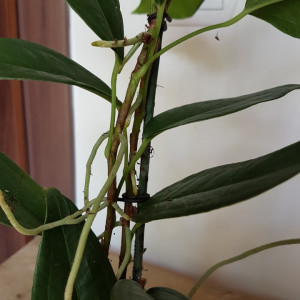 Anthurium Scadens var. Pumila