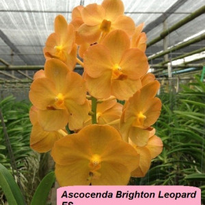 Ascocenda Brighton Leopard FS