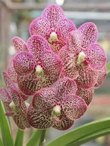Ascocenda Kulwadee Fragrance No.19 FS