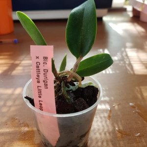 Blc. Durigan X Cattleya Little Leopard