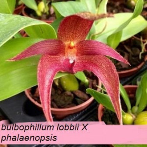 Bulbophyllum Lobbii X Phalaenopsis