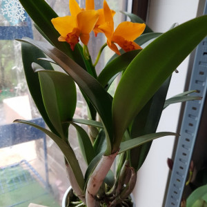 Cattleya 1