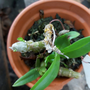 Dendrobium parishii - clumps