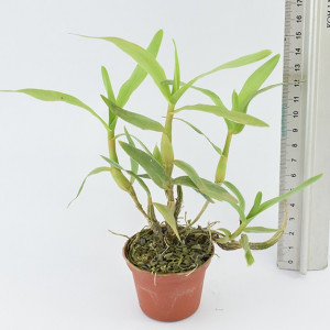 Dendrobium purpureum