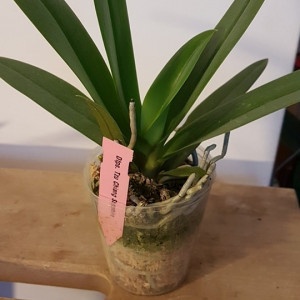 Doritaenopsis Tzu Chiang Sapphire FS