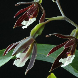 Encyclia campylostalix
