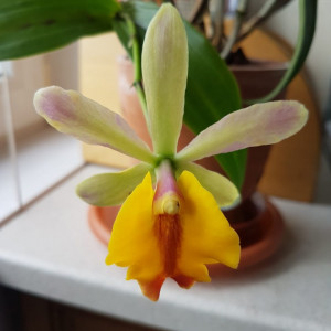 Epc. Rene Marques x Pot. Free Spirit FS