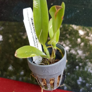 ((Lc. Fay Miyamoto xPresident fortune) x Kaui star bright)) x Dark Orange