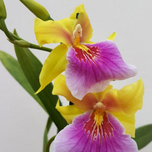 Miltonia Sunset