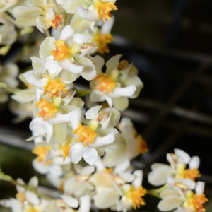 Oncidium Twinkle alb fragrance CB1