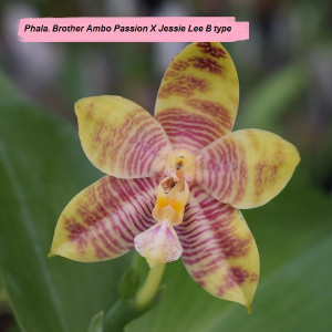 Phal. Brother Ambo Passion X Phal. Jessie Lee var. B FS