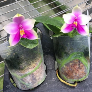 Phal. Samera X Phal. Nobby's Green Eagle X Phal. Bellina FS