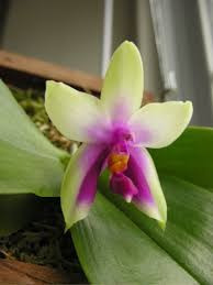 Phalaenopsis Bellina Ponkan