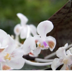Phalaenopsis Celebensis